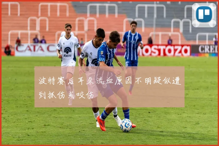波特赛后耳朵流血原因不明疑似遭到抓伤或咬伤